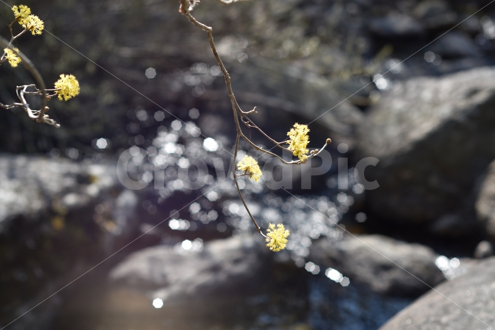 산수유꽃,노란꽃,봄꽃,꽃,식물,나무,봄,봄,계절,spring,season,식물,자연,plants,nature,꽃,flower,plant