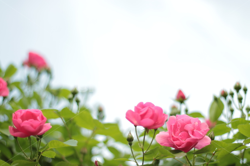 꽃,장미,장미축제,flower,감성,분홍색,분홍장미,장미꽃,봄,여름,pink,핑크,식물,식물,자연,plants,nature,꽃,flower