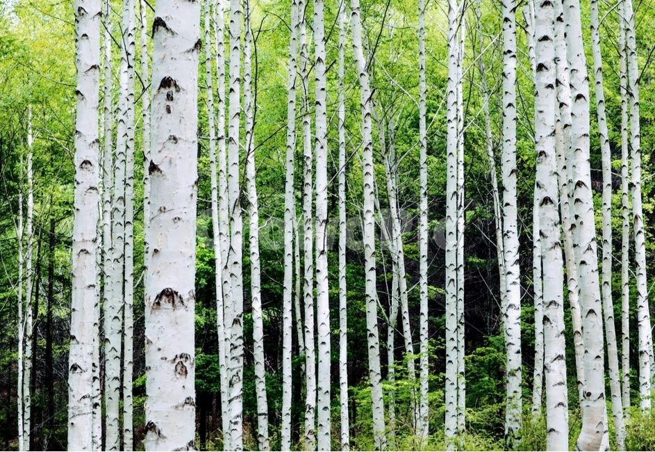 자작나무,봄,풍경,강원도,인제,자연,풍경,nature,landscape,식물,plants,나무,trees,wood,tree,plant