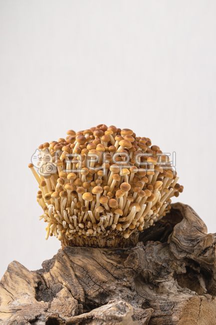 팽이버섯,황금팽이버섯,갈색팽이버섯,버섯,균류,신선,음식,식재료,음식재료,식품,신선식품,유기농