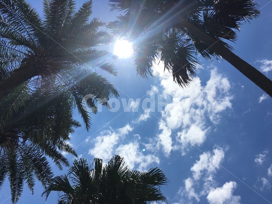 야자수,햇빛,light,빛,sunlight,하늘,여름,뜨거움,tree,arecaceae,summer,나무,sky,식물,자연,plants,nature,나무,trees,wood