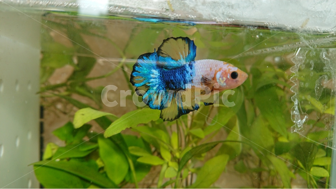 물고기,열대어,베타,플라캇베타,팬시플라캇베타,동물,animal,어류,물고기,fish
