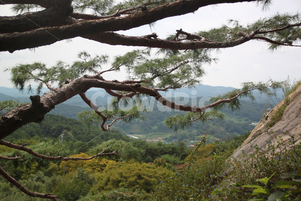 소나무,성흥산성,부여,나무줄기,tree,식물,나무