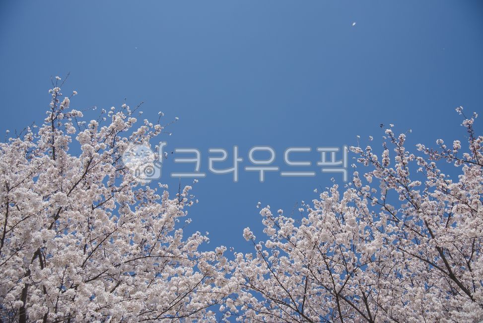 Cherry Blossom,Cherry Blossom Ending,cherryblossom,flower