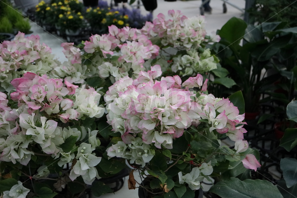 blossom,꽃,flower,plant,식물,부겐빌레아,bougainvillea,관목,핑크엔젤,부겐베리아,온실,쌍떡잎식물