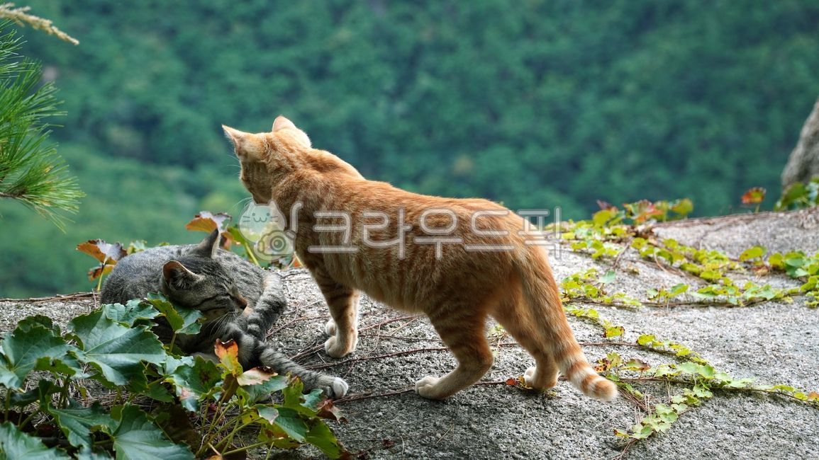 rest,cat back,sexy cat,mountain,nature,cat,wild
