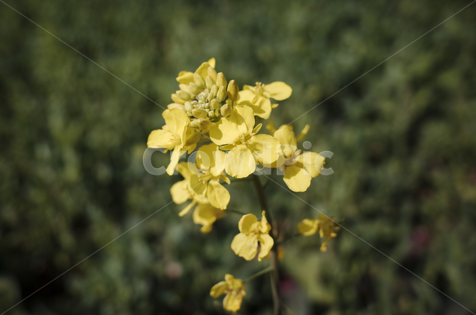 유채꽃,유채,plant,식물,flower,꽃,yellow,green,봄꽃,노란꽃,노란,초록,노랑,봄,계절,spring,season,식물,자연,plants,nature,꽃,flower