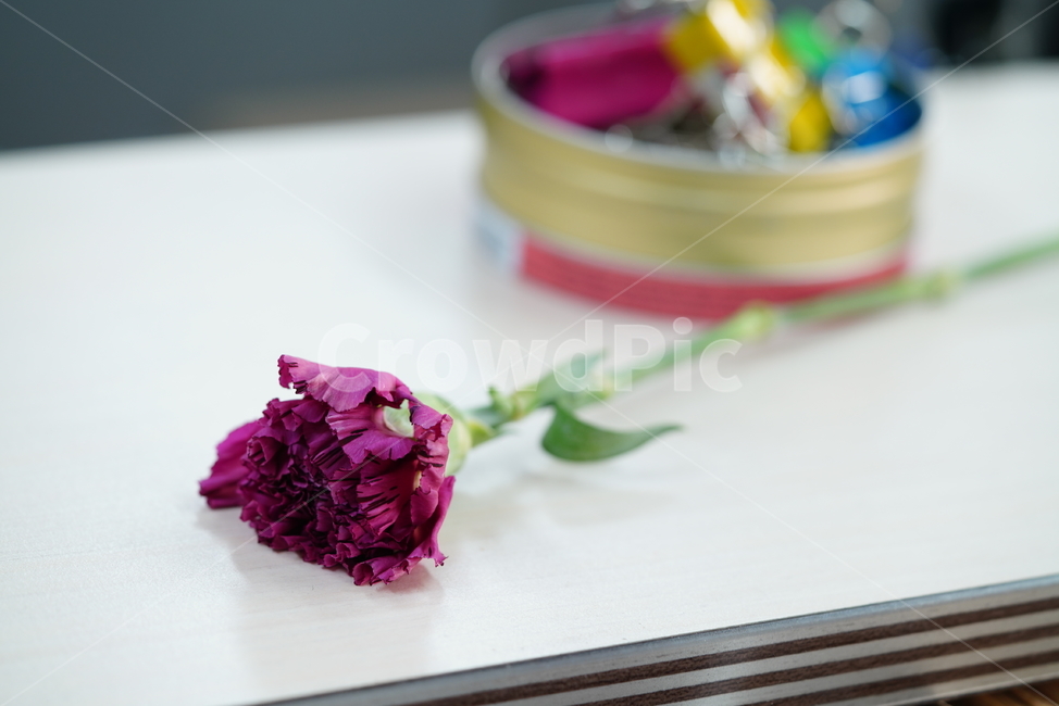 꽃,플라워,flower,붉은색,색감,컬러,느낌,생명,식물,꽃송이,선물,감성,꽃,flower,기념일,축하,anniversary,congratulation,celebrate,celebration