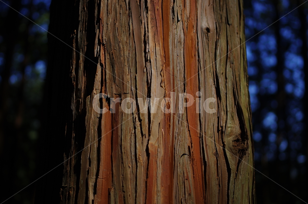 나무,근접,측백나무,숲,측백나무숲,나무,trees,wood