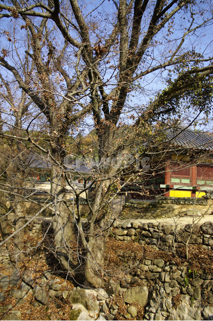 사찰,기와지붕,나무,겨울,전통,자연,풍경,nature,landscape,building,건물,outdoors,옥외,rural,농촌,housing,주택