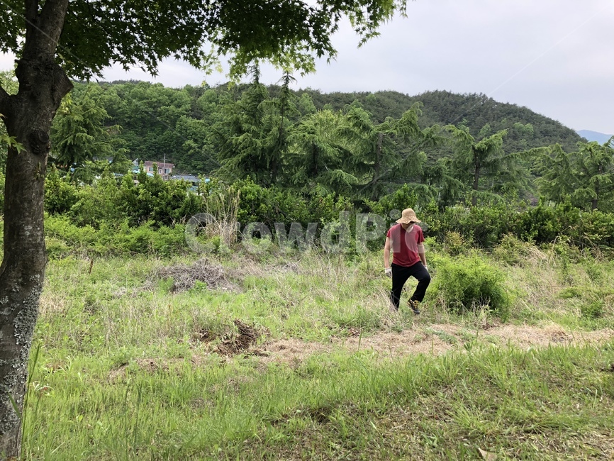 시골,농부,산,자연,나무