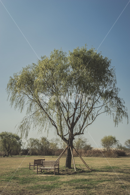 부산,화명생태공원,공원,감성,나무,의자,하늘,풍경,자연,휴식,가을,busan,park,tree,wood,chair,sky,view,landscape,nature,rest,fall,beautiful,식물,자연,plants,nature,나무,trees,wood,휴식,힐링,rest,relaxation,healing