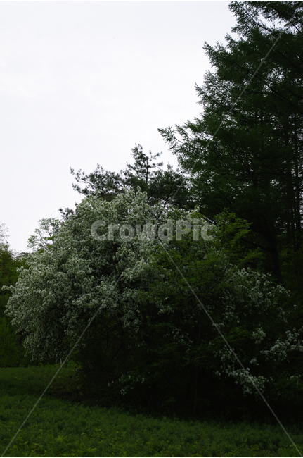식물,초록,자연,나무,꽃,flower,식물원,자연,풍경,nature,landscape,grass,잔디,plant