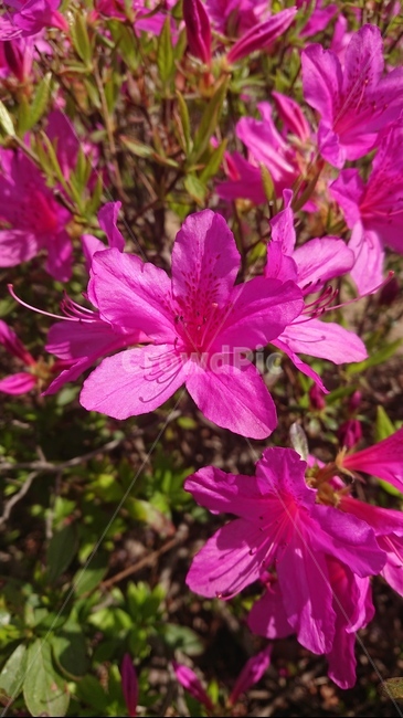 핑크,철죽,여름,화단,꽃장식