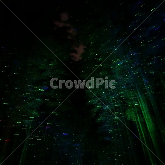 빛,숲,forest,별,밤,대나무숲,흔들림,야경,밤,풍경,nightscape,night,landscape,light