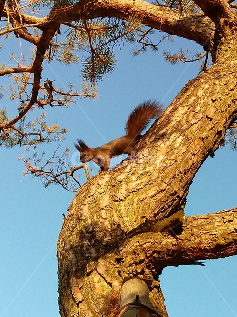 청설모,동물,소나무,나무가지,animal,tree,koreansquirrel,다람쥐과,포유류