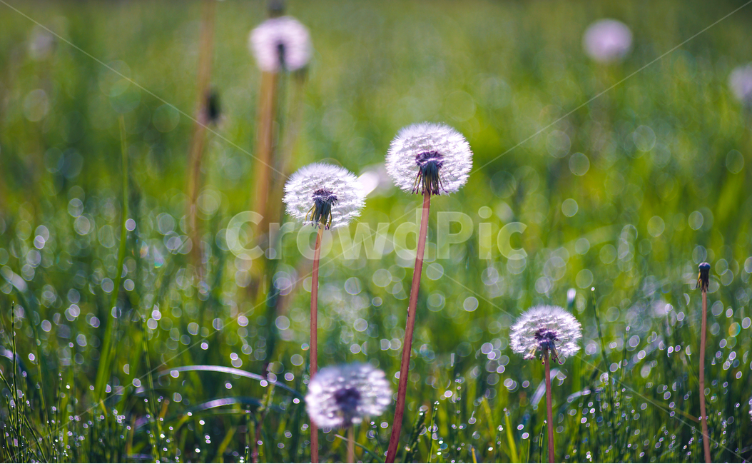 아침,이슬,봄빛,민들레,홀씨,식물,자연,plants,nature