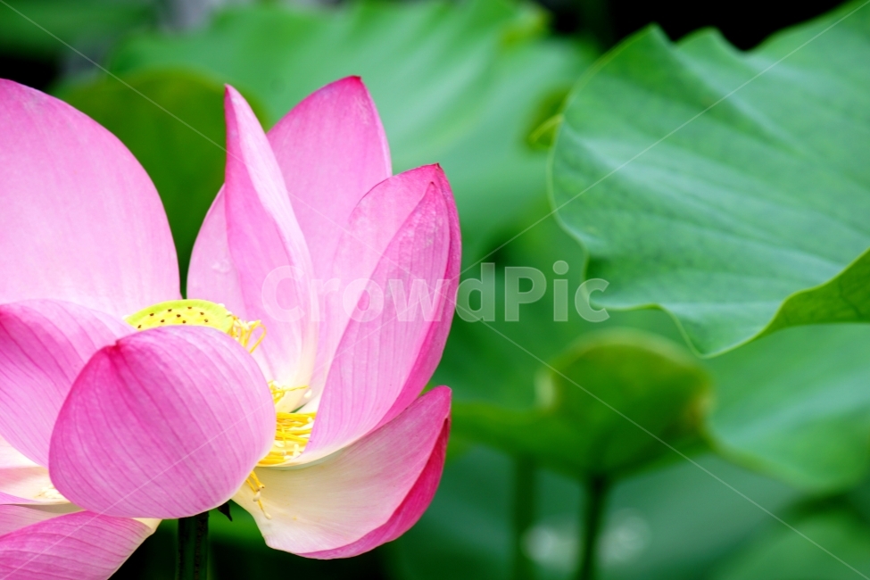 연꽃,이미지,초록,봄,감성,식물,자연,plants,nature,꽃,flower