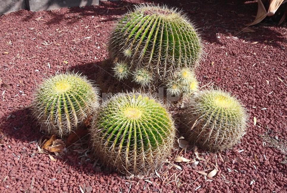 선인장,cactus,금호선인장,다육식물,다육,건조,수분,다육이,뾰족,가시,물,생명력,척박,식물,자연,plants,nature