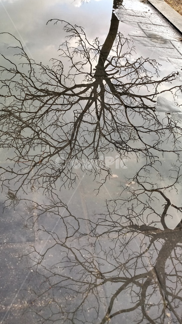 tree,나무,plant,식물,반영,길,비침,그림자,배경,바탕,배경화면,바탕화면,background,풍경,경치