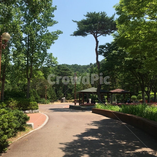나무,하늘,풍경,sky,tree,자연,풍경,nature,landscape,한국자연풍경,한국자연경관,korea nature landscape,outdoors,옥외,garden,정원,arbour,정자
