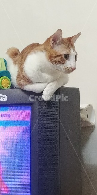 고양이카페,고양이용품,유기묘,애완용,방울,동물,animal,포유류,mammal,고양이,cat,kitten,kitty
