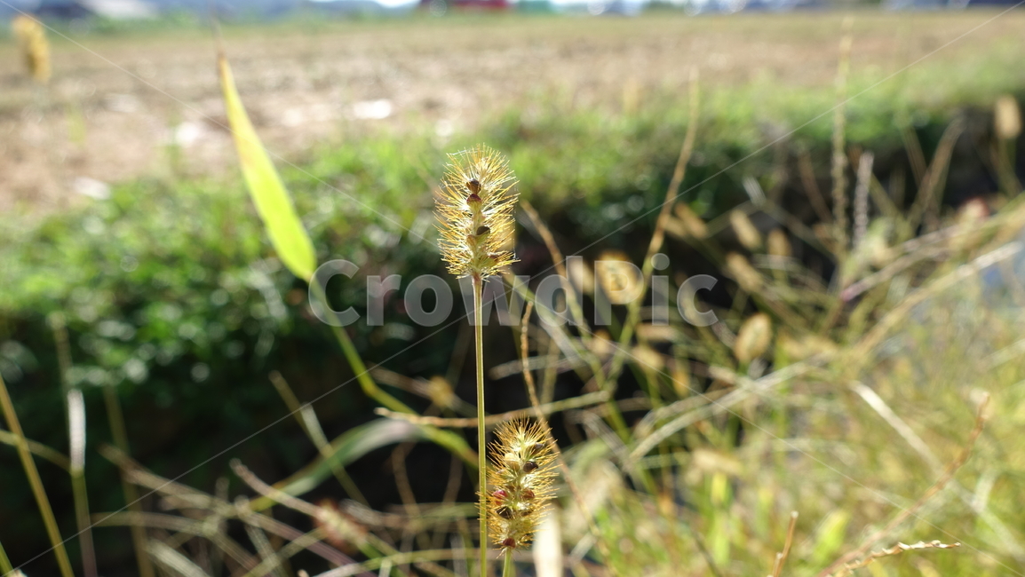 강아지풀,plant,grass,풀,식물,들풀,가을,yellow,green,brown