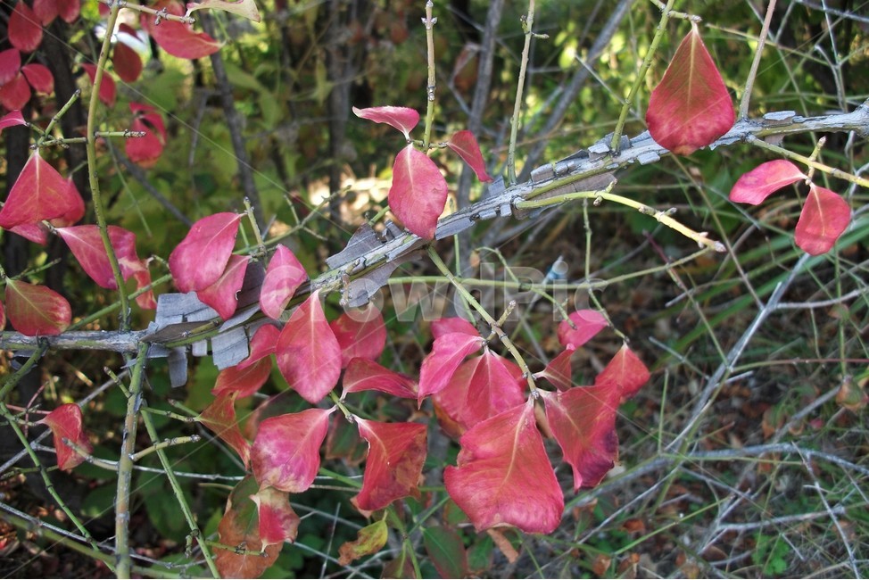 화살나무,식물,자연,가을,붉은잎,조경,원예,plant,leaves,red,autumn,season,gardening,가을,계절,fall,autumn,season,leaf,잎