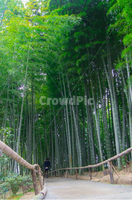 대나무,대나무숲,숲,식물,나무,자연,뒷모습,사람,초록,nature,person,plant,green,tree,wood,bamboo,휴식,힐링,healing,풍경,landscape,자연,풍경,nature,landscape
