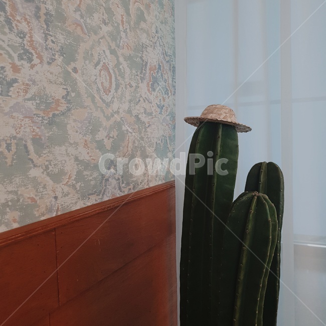 선인장,식물,cactus,모자,화분