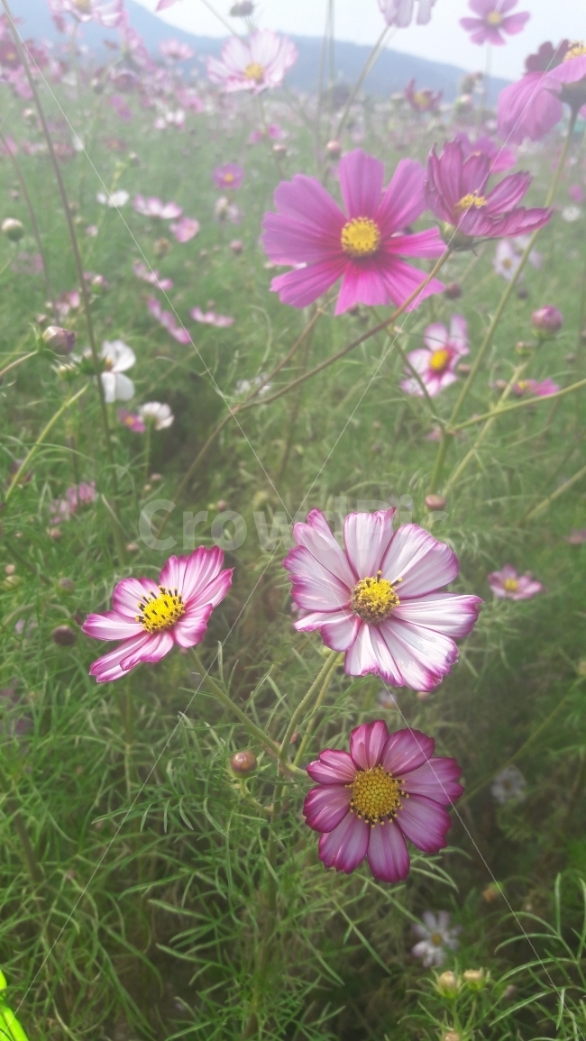 꽃,코스모스,초록,흐림,축제,가을,계절,fall,autumn,season,식물,자연,plants,nature,꽃,flower,plant