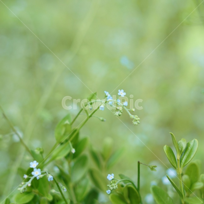 봄꽃,들꽃,자연,flower,봄풍경,한국자연,봄,계절,nature,spring,식물,자연,plants,nature,꽃,flower