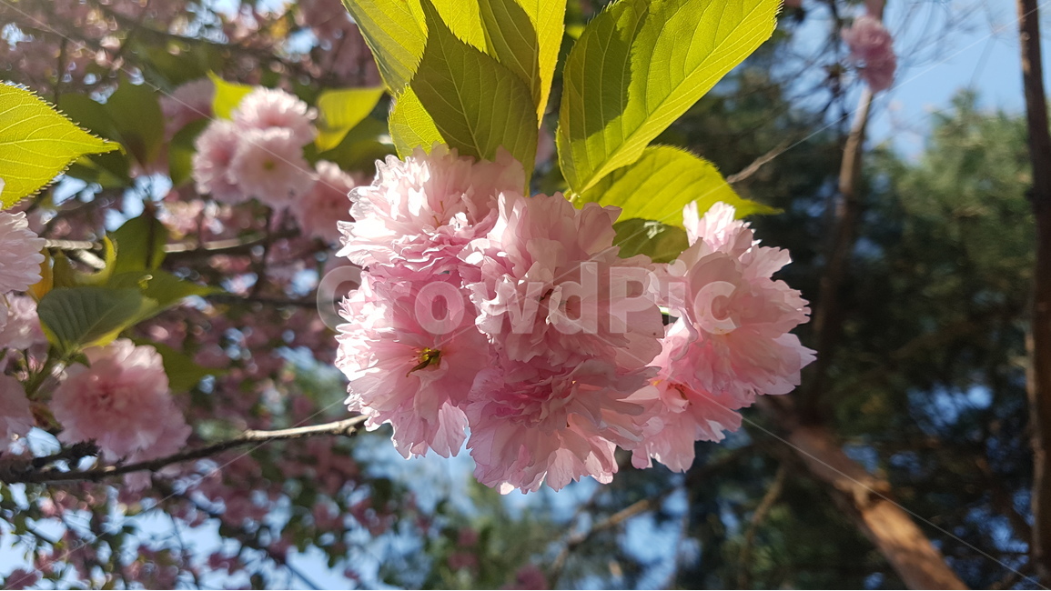 겹벚꽃,벚꽃,봄,꽃,핑크,cherryblossom,분홍,분홍색,자연,flower,flowers,spring,nature,plants,계절,pink,season,식물,왕벚꽃,꽃잎,봄,계절,spring,season,식물,자연,plants,nature,꽃,flower,plant,blossom