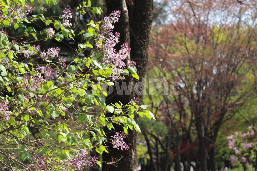 꽃,봄,생그러움,파릇파릇,자연,아름다움,수수한꽃,식물,자연,plants,nature