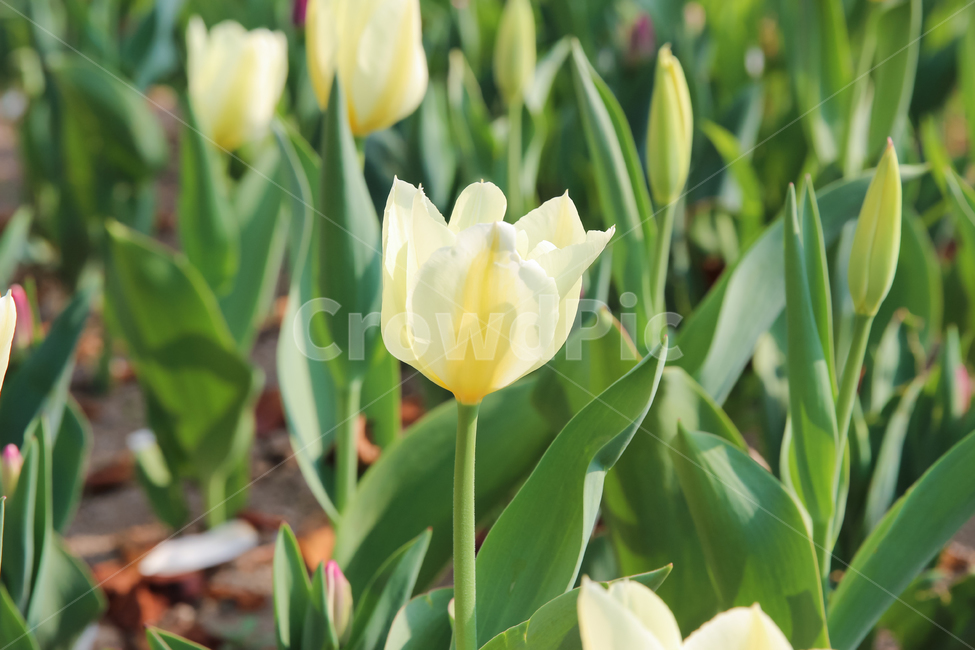 봄꽃,튤립,꽃,벚꽃,식물,plant,flower,blossom,봄,따뜻한,꽃잎,4월,가지,나무,예쁜,아름다운,행복,기념,향기,냄새,내음,노랑,초록