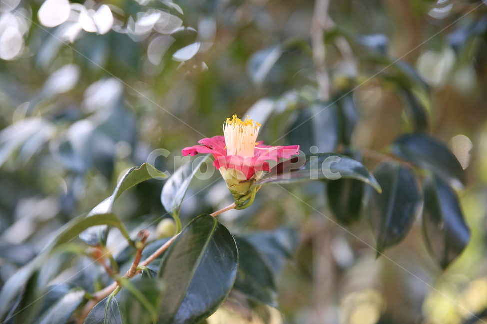 꽃,자연,식물,초록,flower