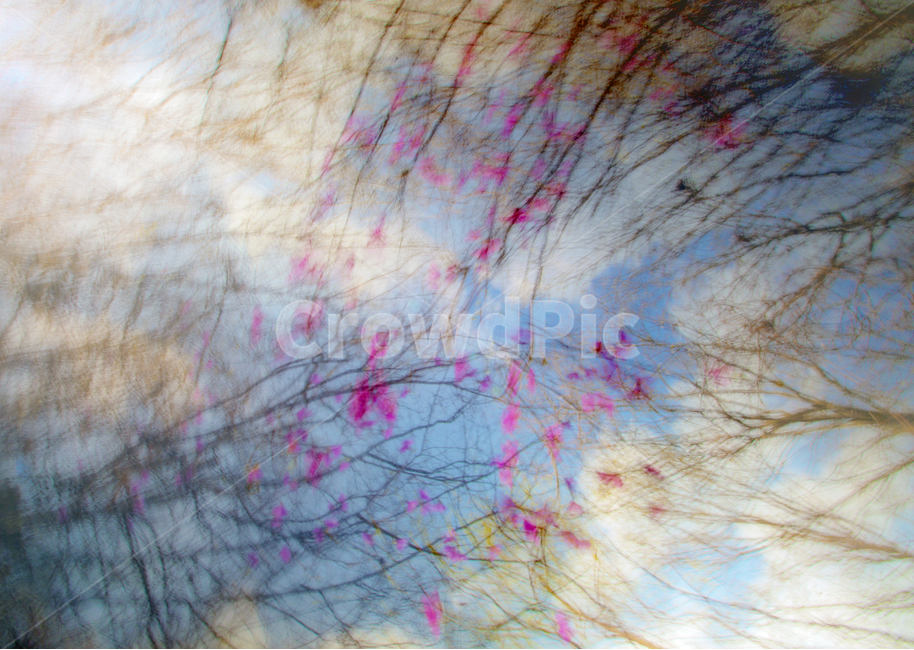 zoom in,Cornus officinalis,sight,long exposure,abstract,Emotion,multiple exposure,Azalea