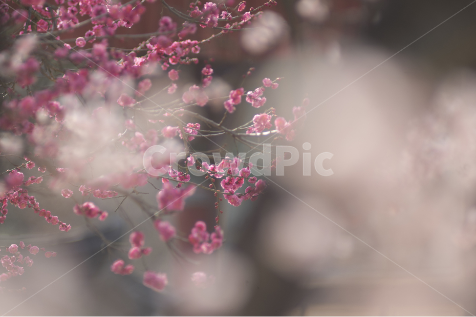 매화,홍매화,봄꽃,감성사진,통도사,봄,계절,spring,season,식물,자연,plants,nature,꽃,flower,감성,sensible,feeling,plant,cherry blossom,벚꽃,blossom