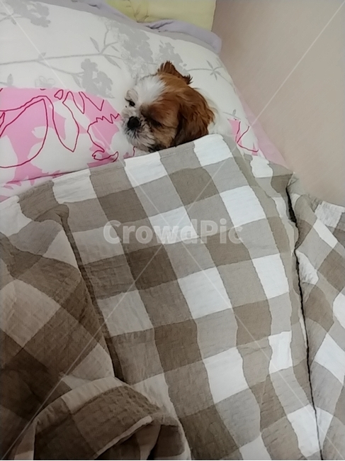 강아지,개,puppy,sleep,자는강아지,dog,sleepdog,시츄,shihtzu,베개,pillow,개,강아지,dog,doggy
