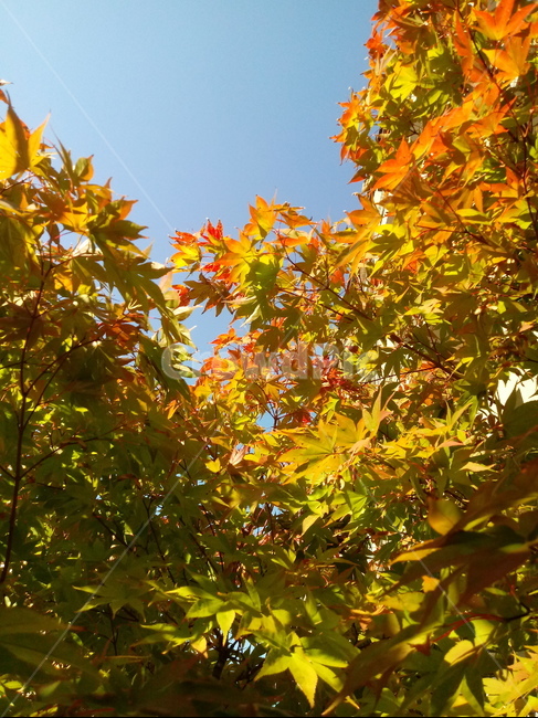 낙엽,단풍,leaf,나뭇잎,단풍나무,식물,자연,maple,나무,낙엽활엽관목,잎,붉은잎,가을,계절,fall,autumn,season,식물,자연,plants,nature,plant,tree