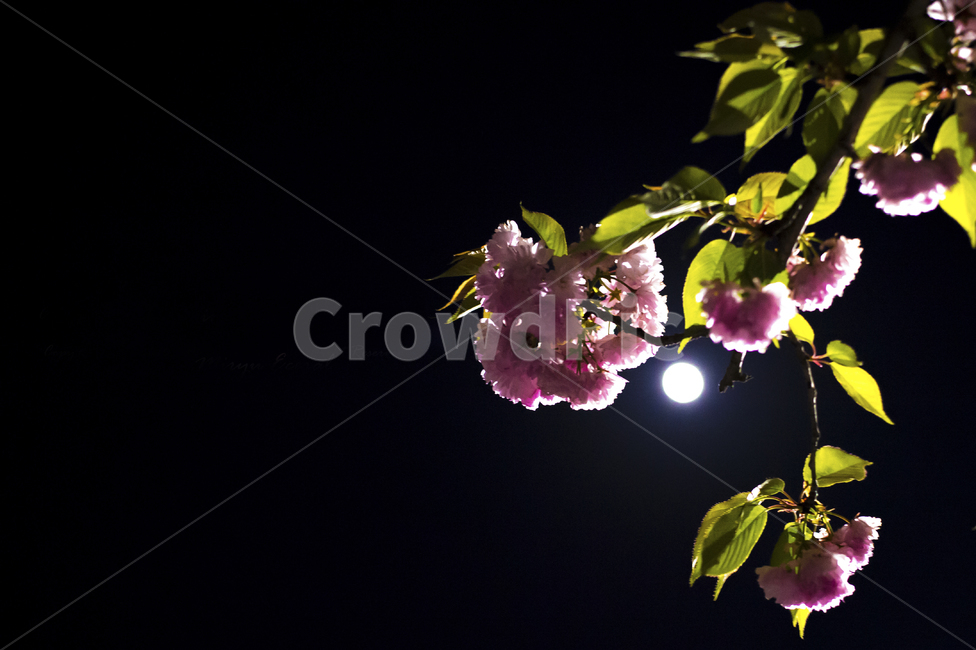 왕벚꽃,plant,식물,blossom,moon