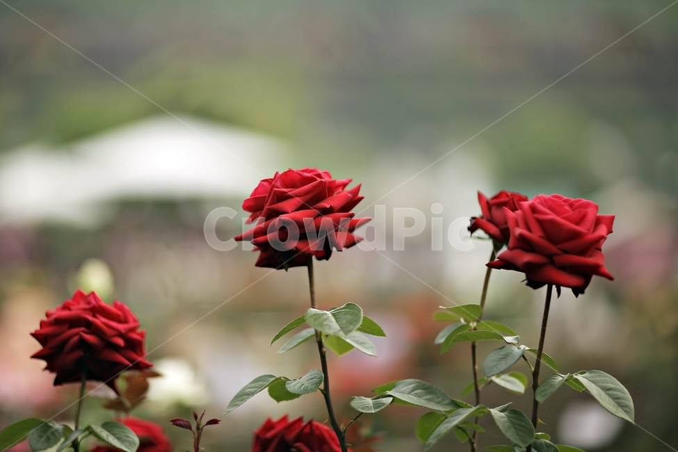 장미,붉은장미,여름장미,공원,장미빛,식물,자연,plants,nature,꽃,flower