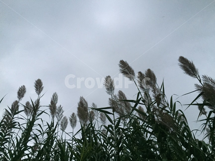 갈대,하늘,reed,sky,구름