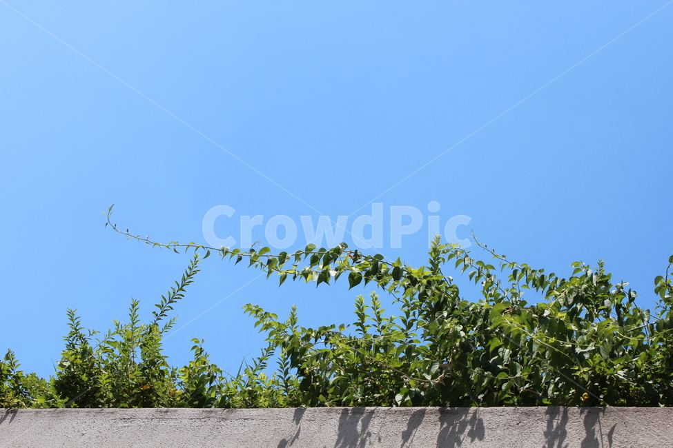 담쟁이넝쿨,담쟁이덩굴,선유도,식물,plant,tree