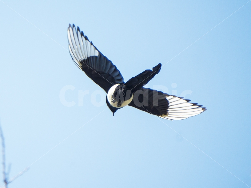 까치,비행,날개,자연,동물,새,동물,animal,조류,새,birds