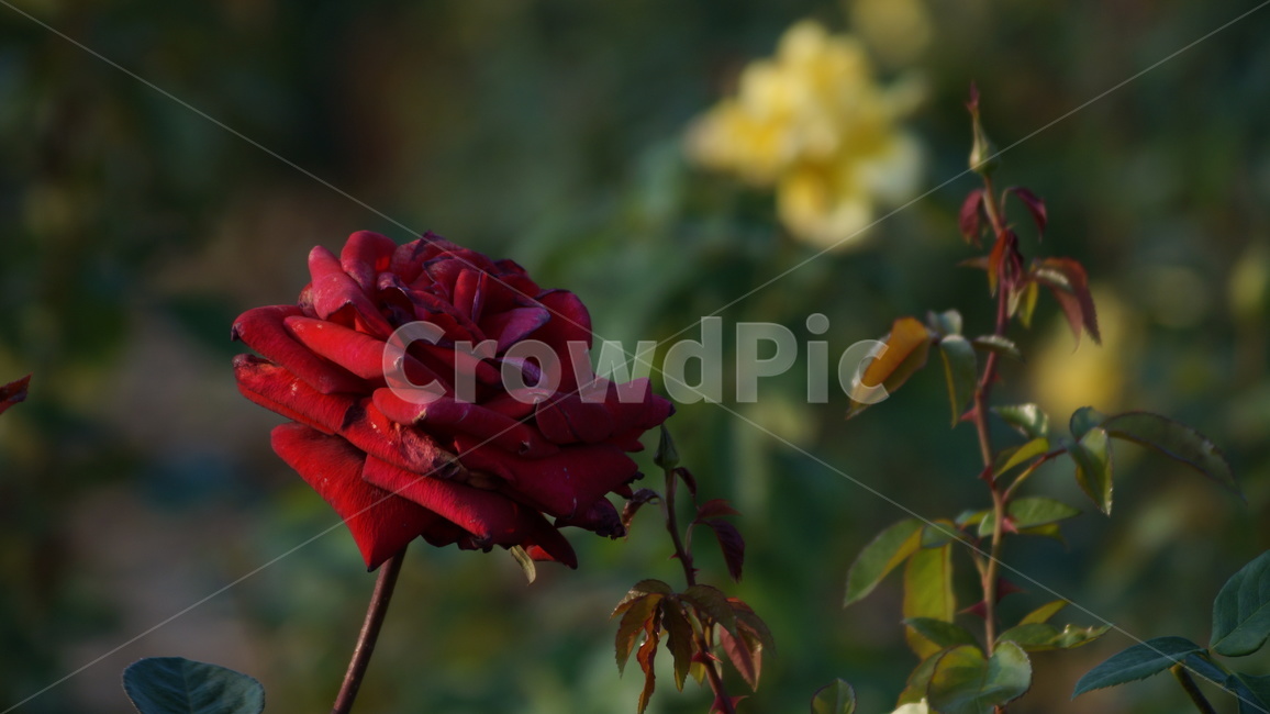 장미,꽃축제,꽃길,식물,축제,식물,자연,plants,nature,꽃,flower