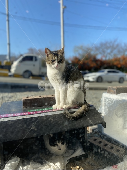 고양이,cat,길고양이,길냥이,roadcat,동물,animal,포유류,mammal,고양이,cat,kitten,kitty