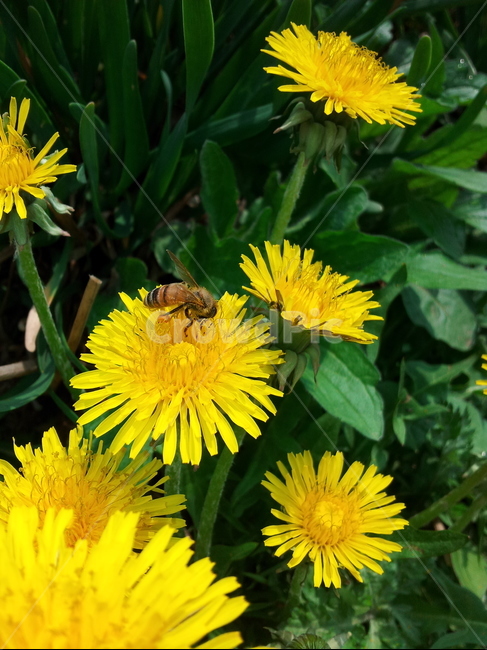 plant,식물,bee,벌,insect,곤충,민들레,식물,자연,plants,nature,꽃,flower,곤충,벌레,insect,bug