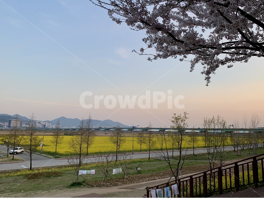 부산,대저생태공원,유채꽃,벚꽃,하늘,노란색,노을,봄,계절,spring,season,자연,풍경,nature,landscape,plant,식물,tree,나무