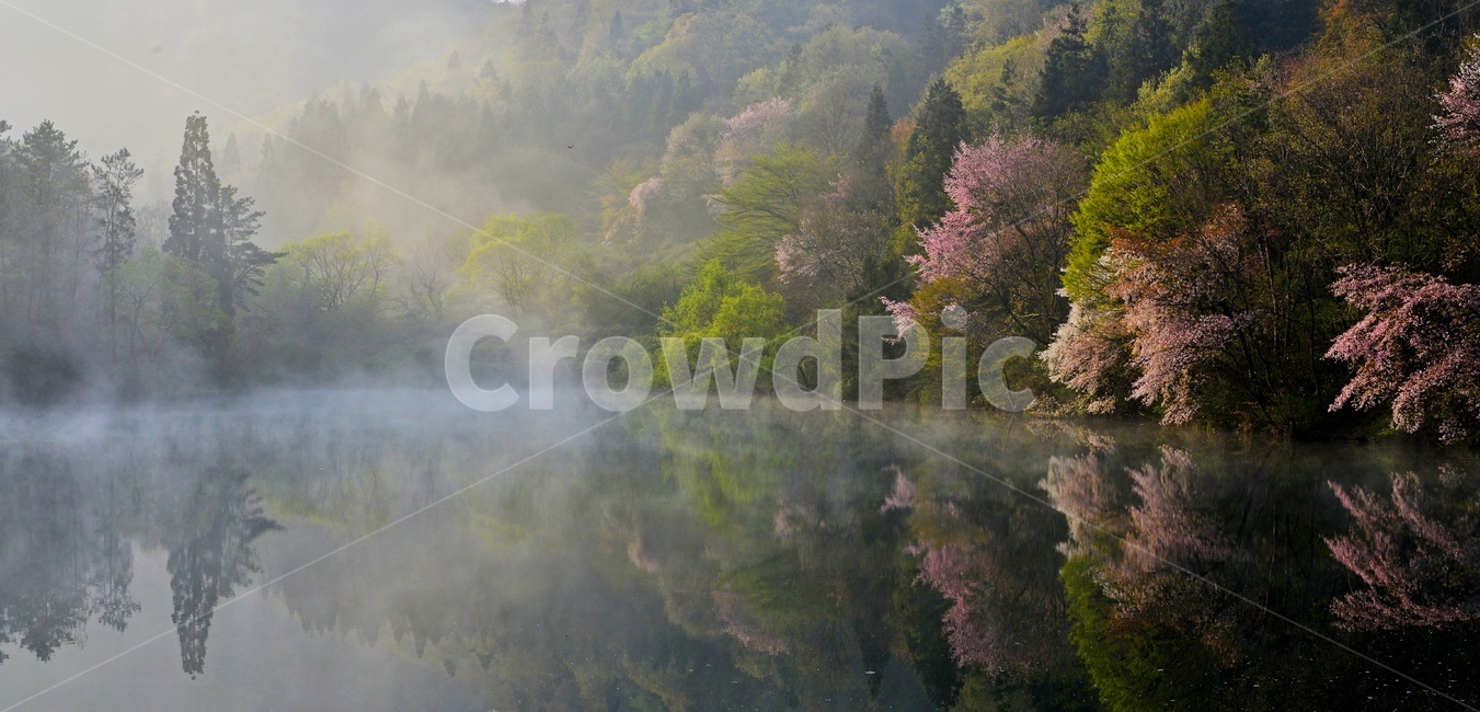 전남,화순,세량지,세량제,물안개,벚꽃,산벚꽃,봄,계절,반영,아침,여명,해돋이,nature,자연,outdoors,옥외,fog,안개,weather,날씨,자연,풍경,nature,landscape